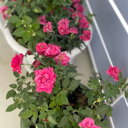 Kotoisa Saunallinen Kaksio! Apartment *